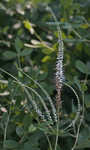 Culver's root